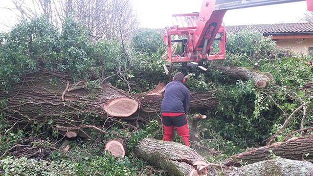 abattage vers Pouvaine